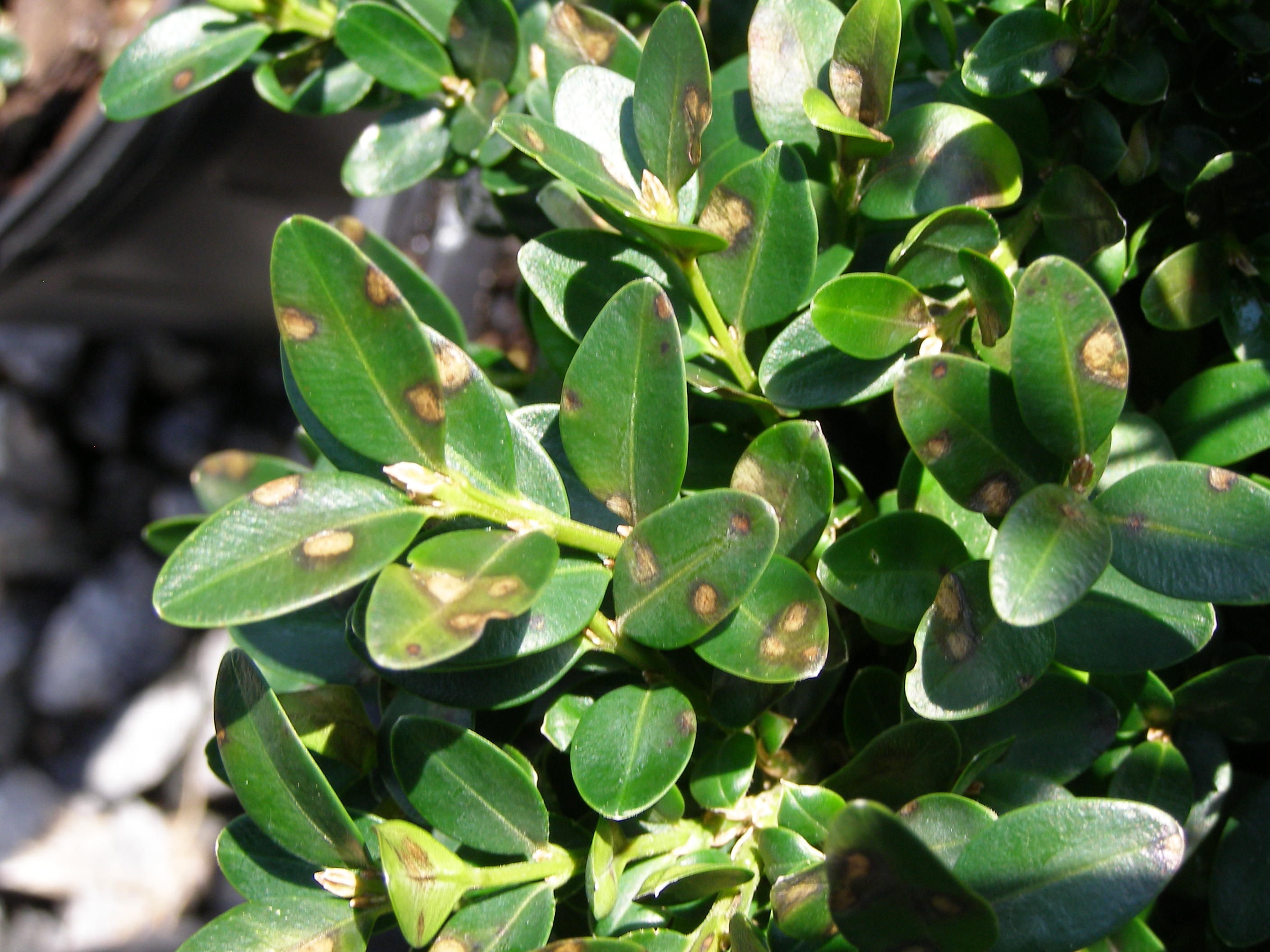 Boxwood blight deals